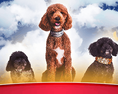 Puppy Pals Live - The Action-Packed Comedic Stunt Dog Show
